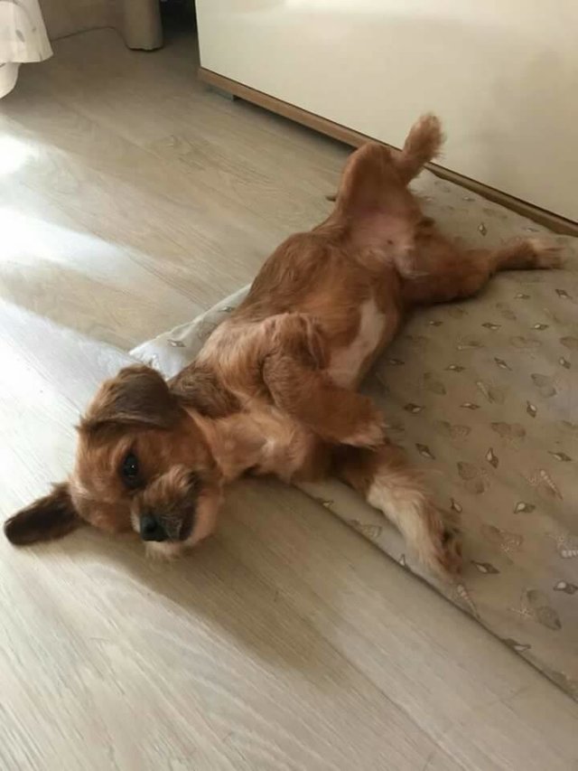 Illustration de l'article : La métamorphose de Frodo, ce chien atteint de la gale